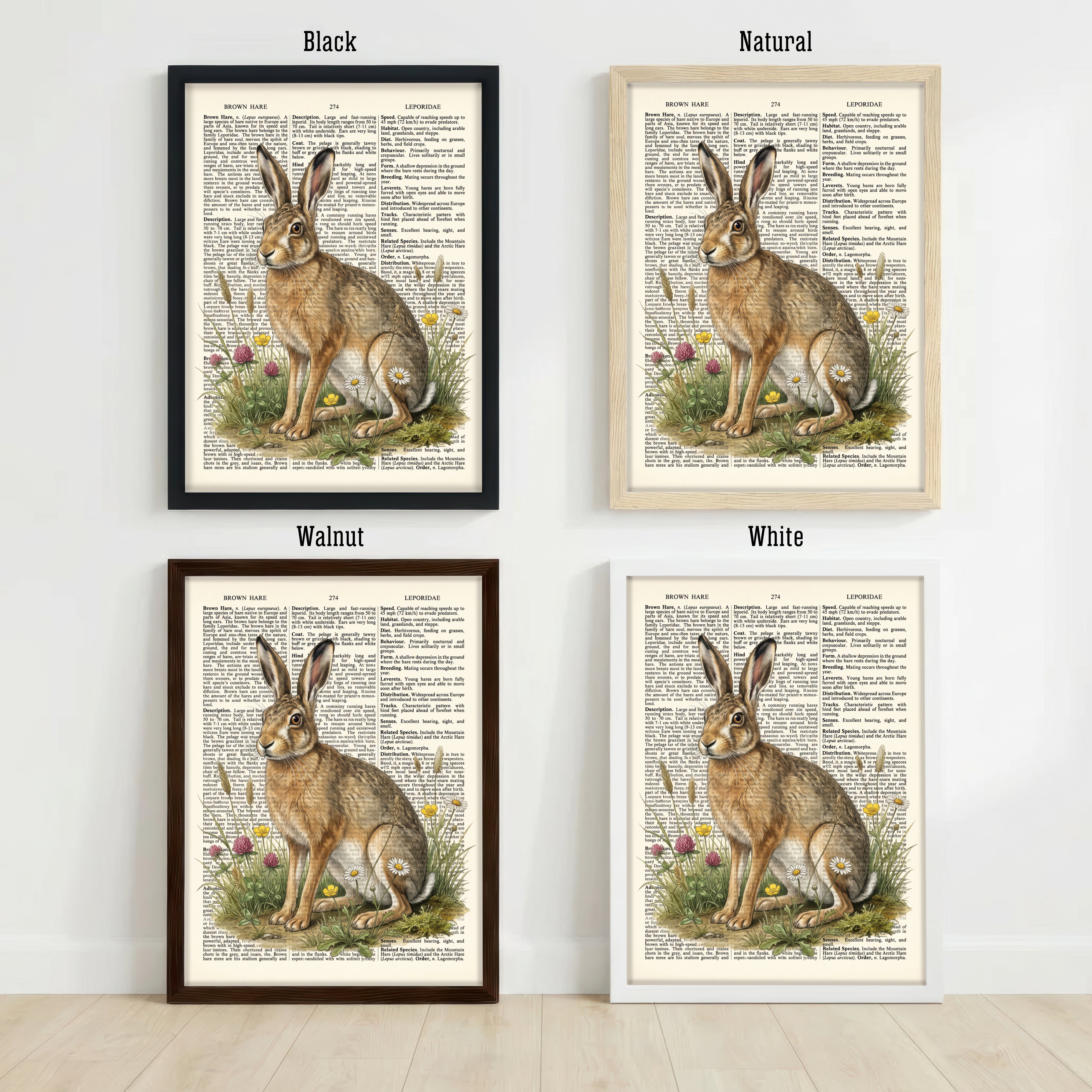 Brown Hare Botanical Art Print