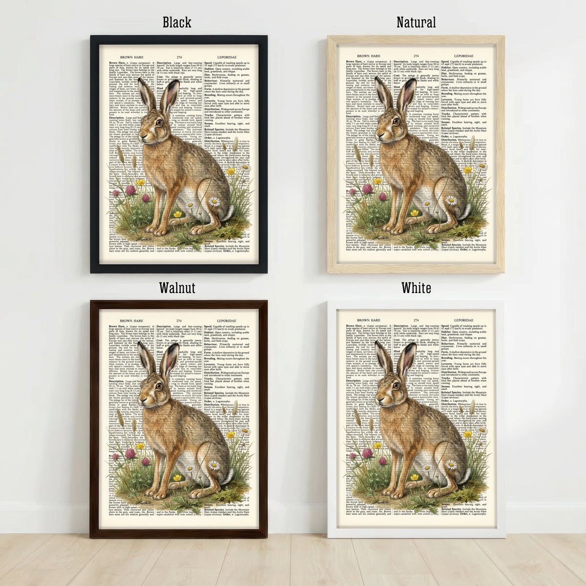 Brown Hare Botanical Art Print