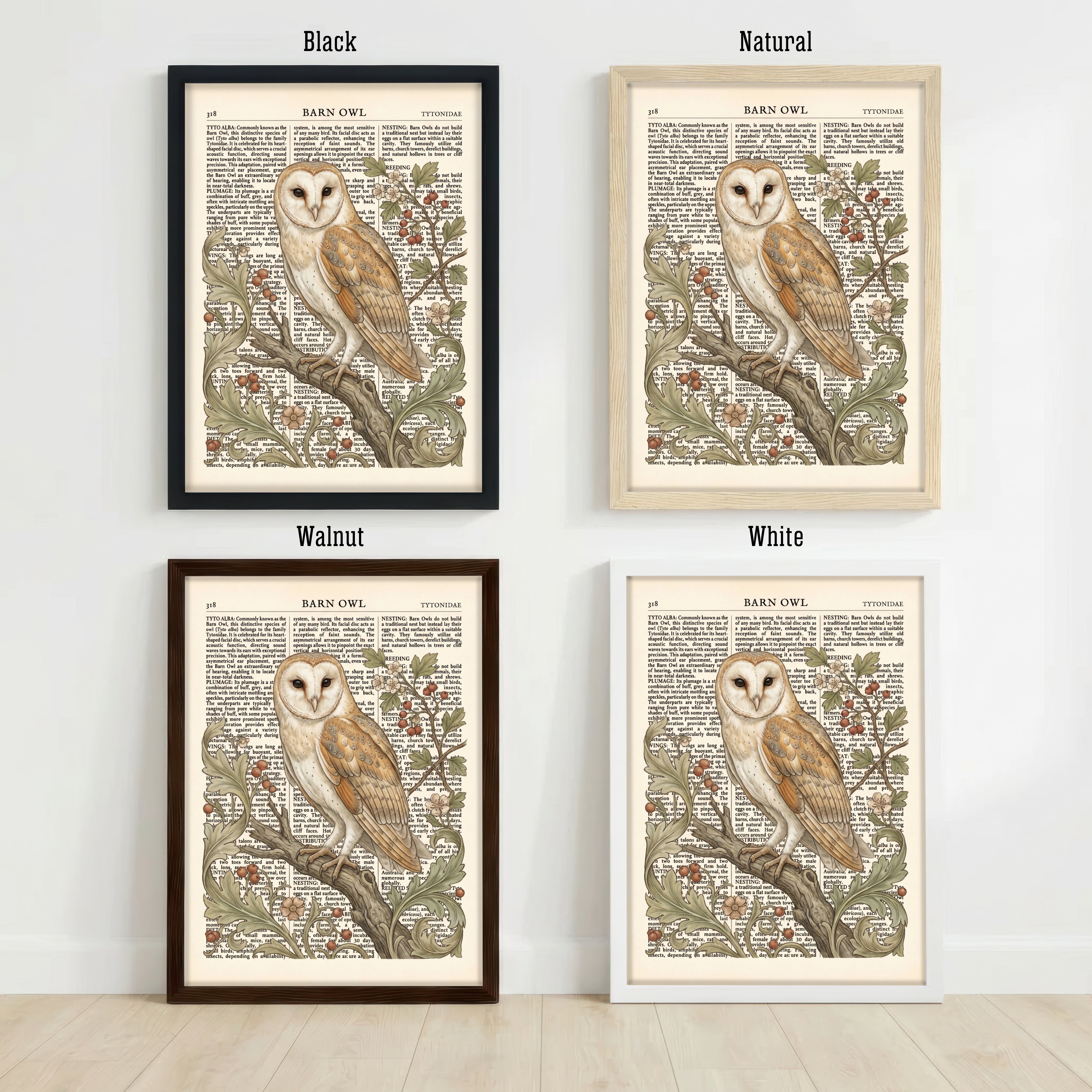 Barn Owl Natural History Art Print