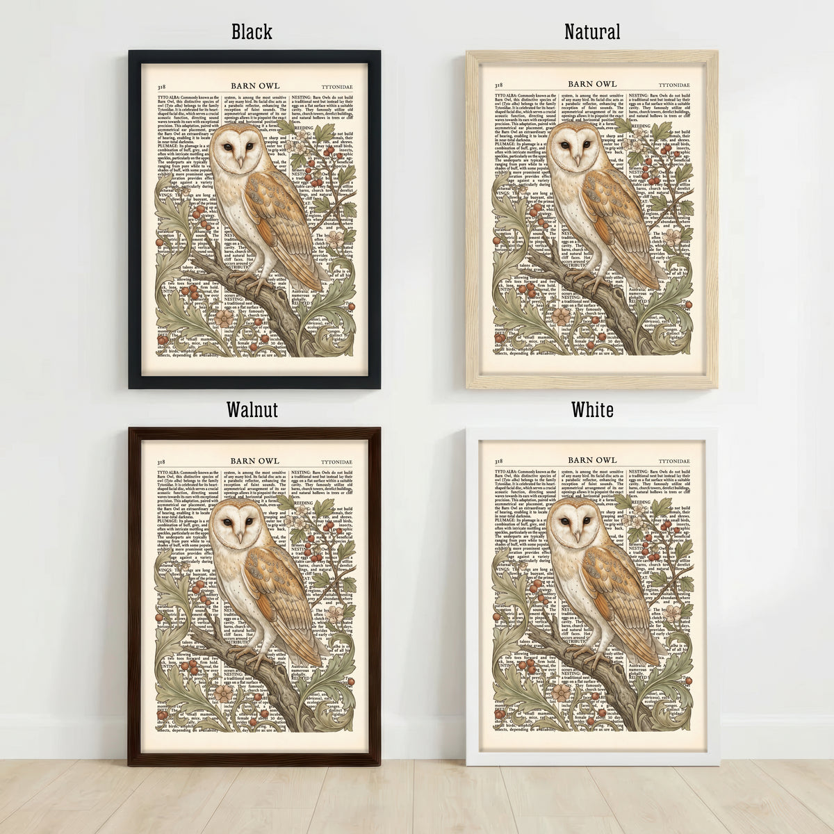 Barn Owl Natural History Art Print