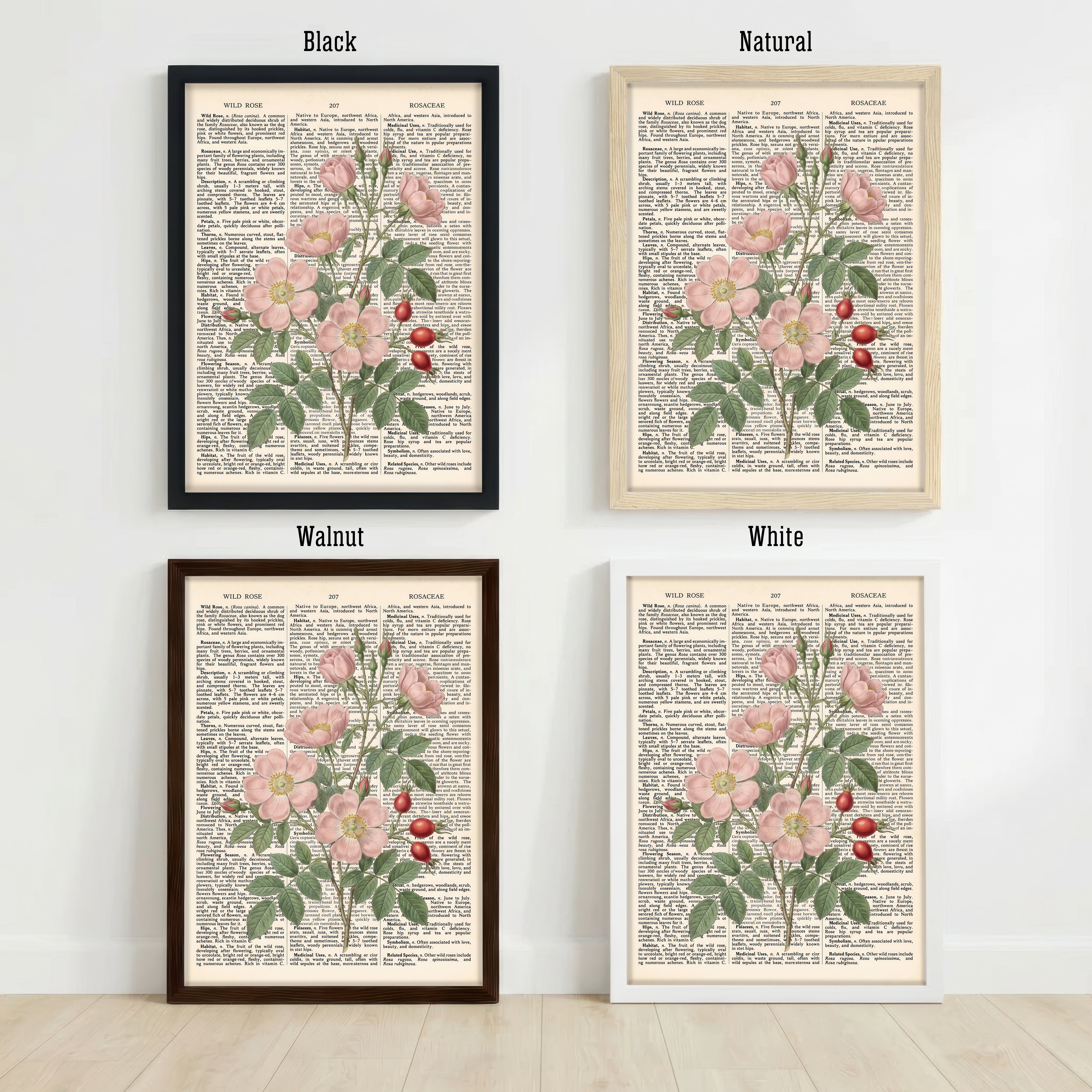 Wild Rose Botanical Dictionary Art Print