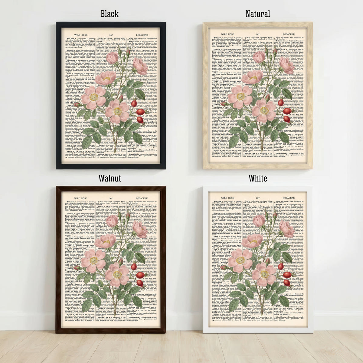 Wild Rose Botanical Dictionary Art Print