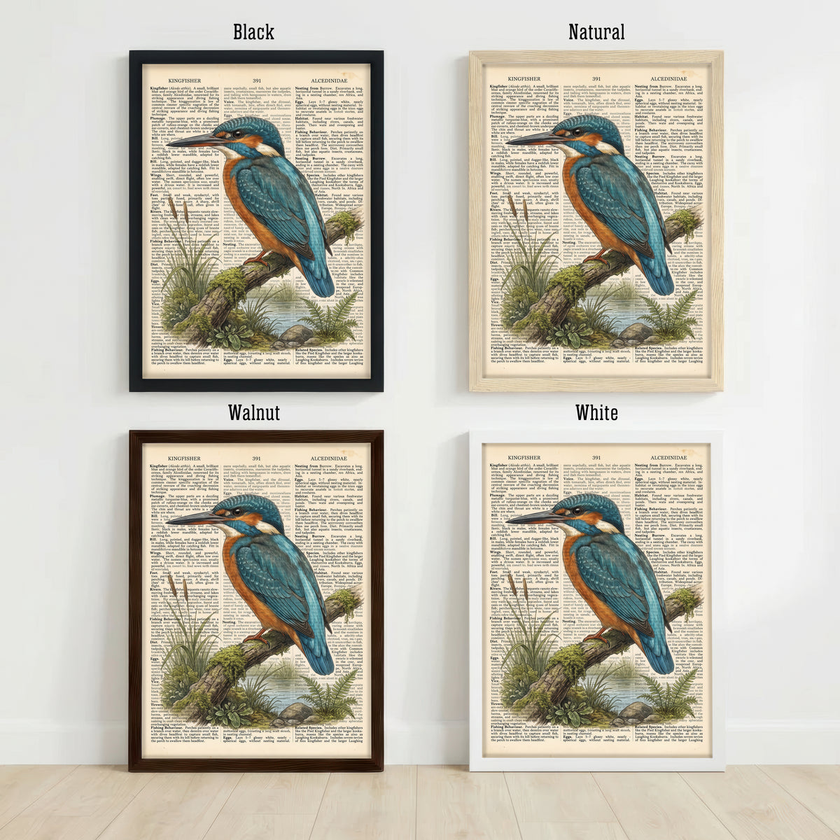 Kingfisher Natural History Art Print