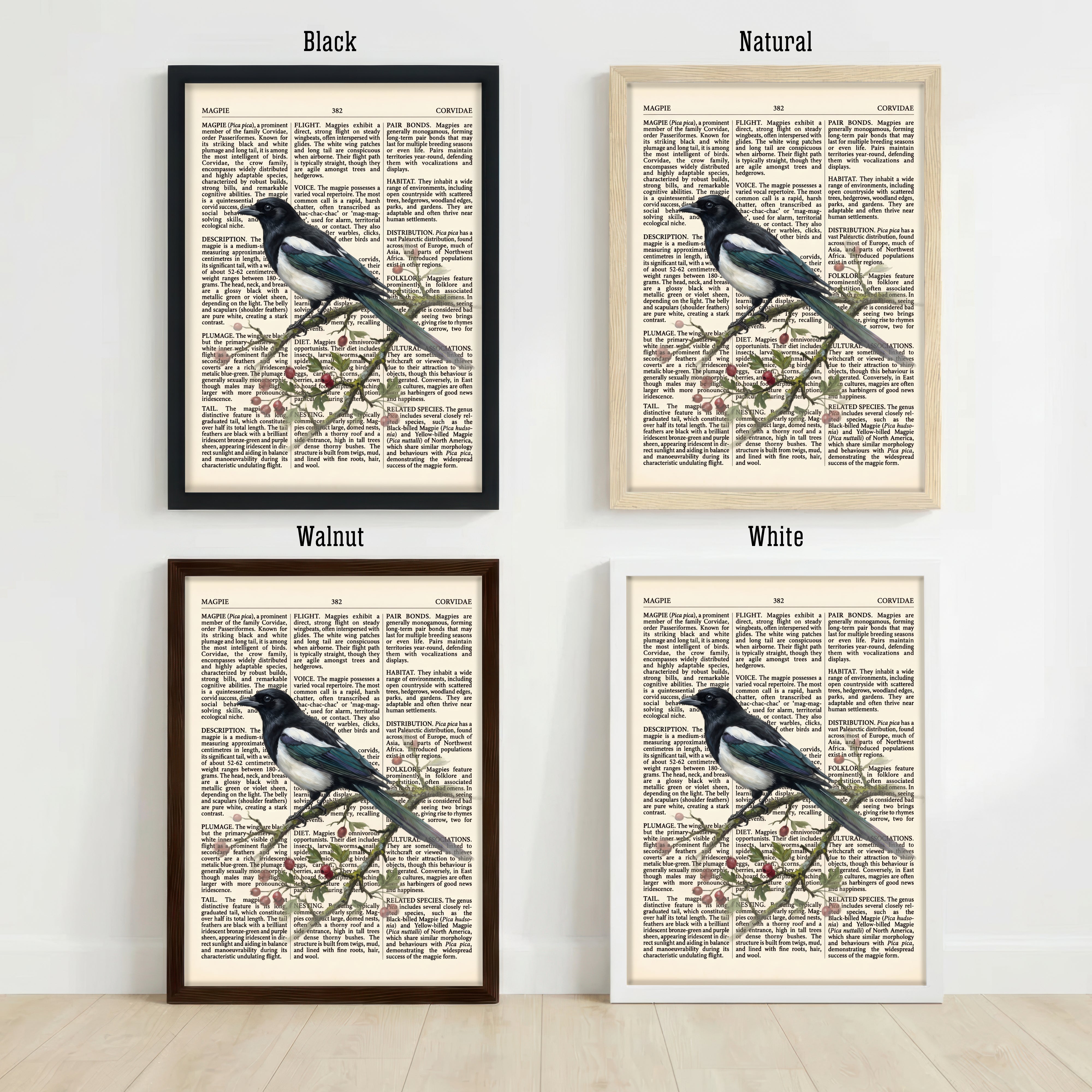 Vintage Magpie Natural History Art Print