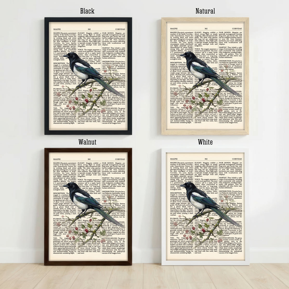Vintage Magpie Natural History Art Print