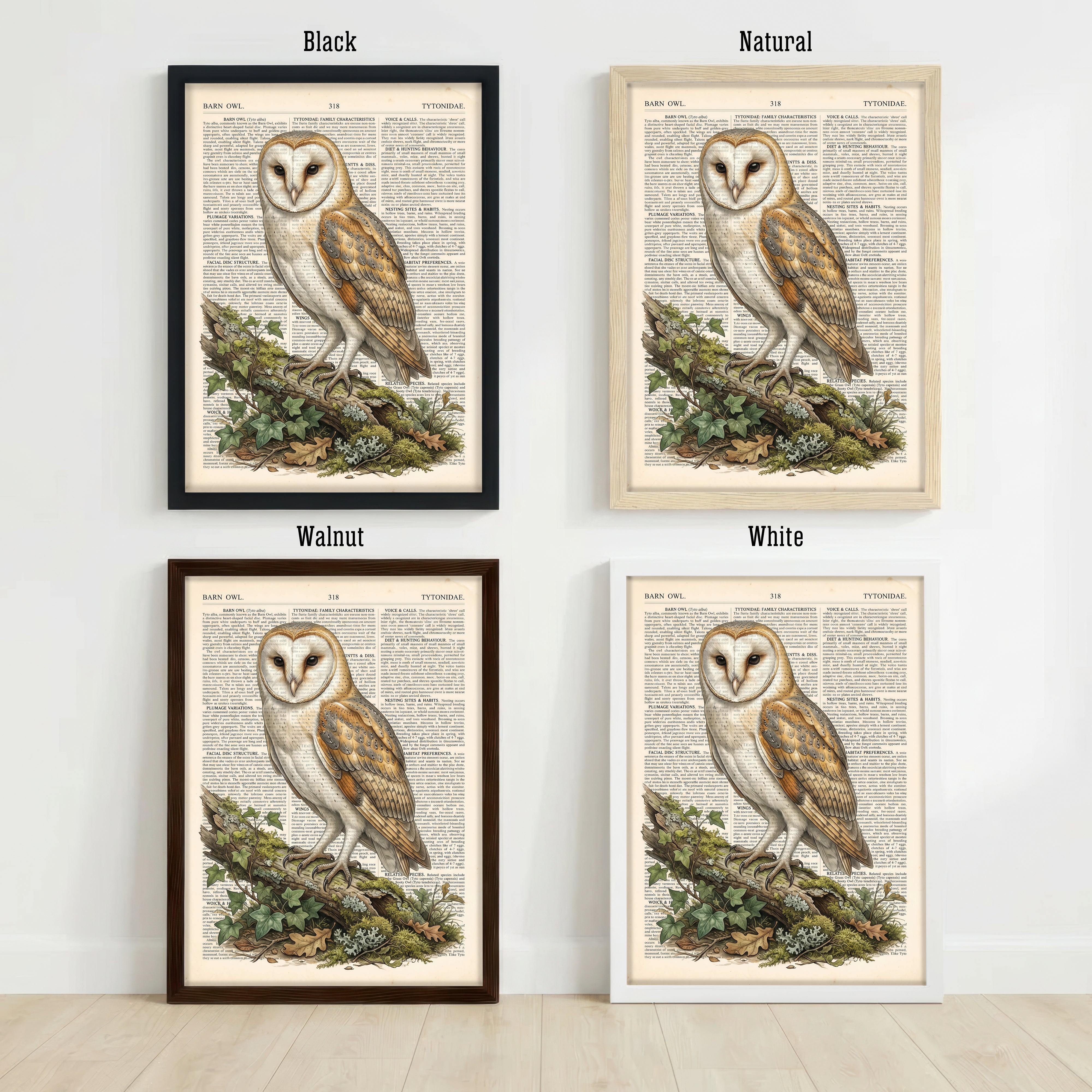 Barn Owl Vintage Natural History Art Print
