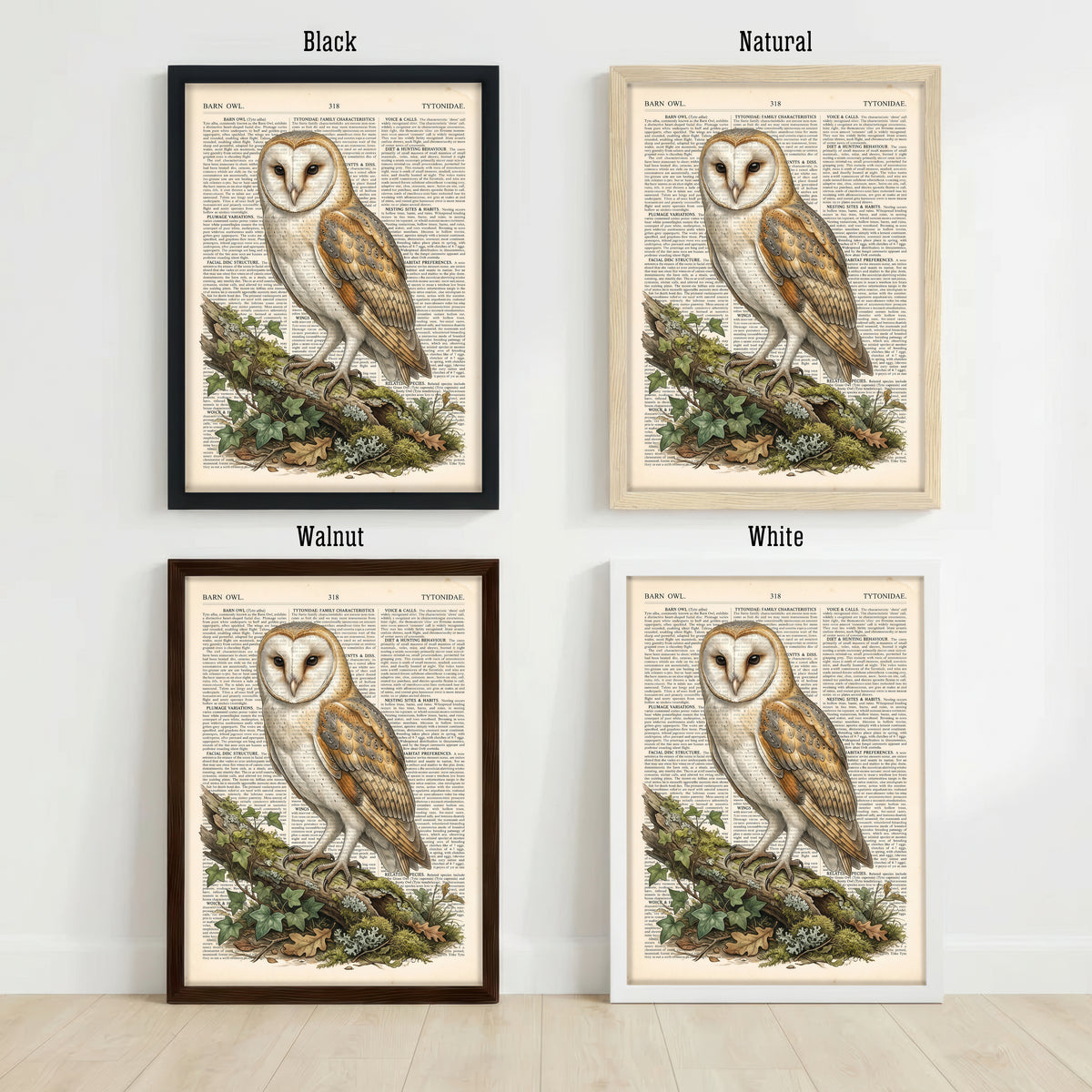 Barn Owl Vintage Natural History Art Print