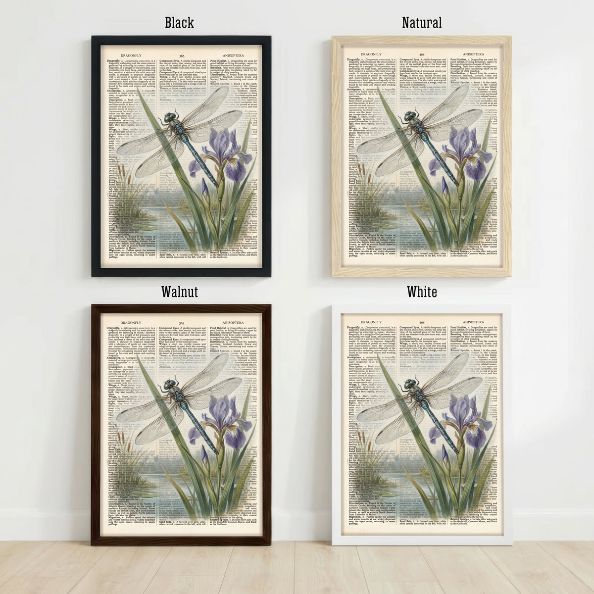 Dragonfly Iris Vintage Art Print