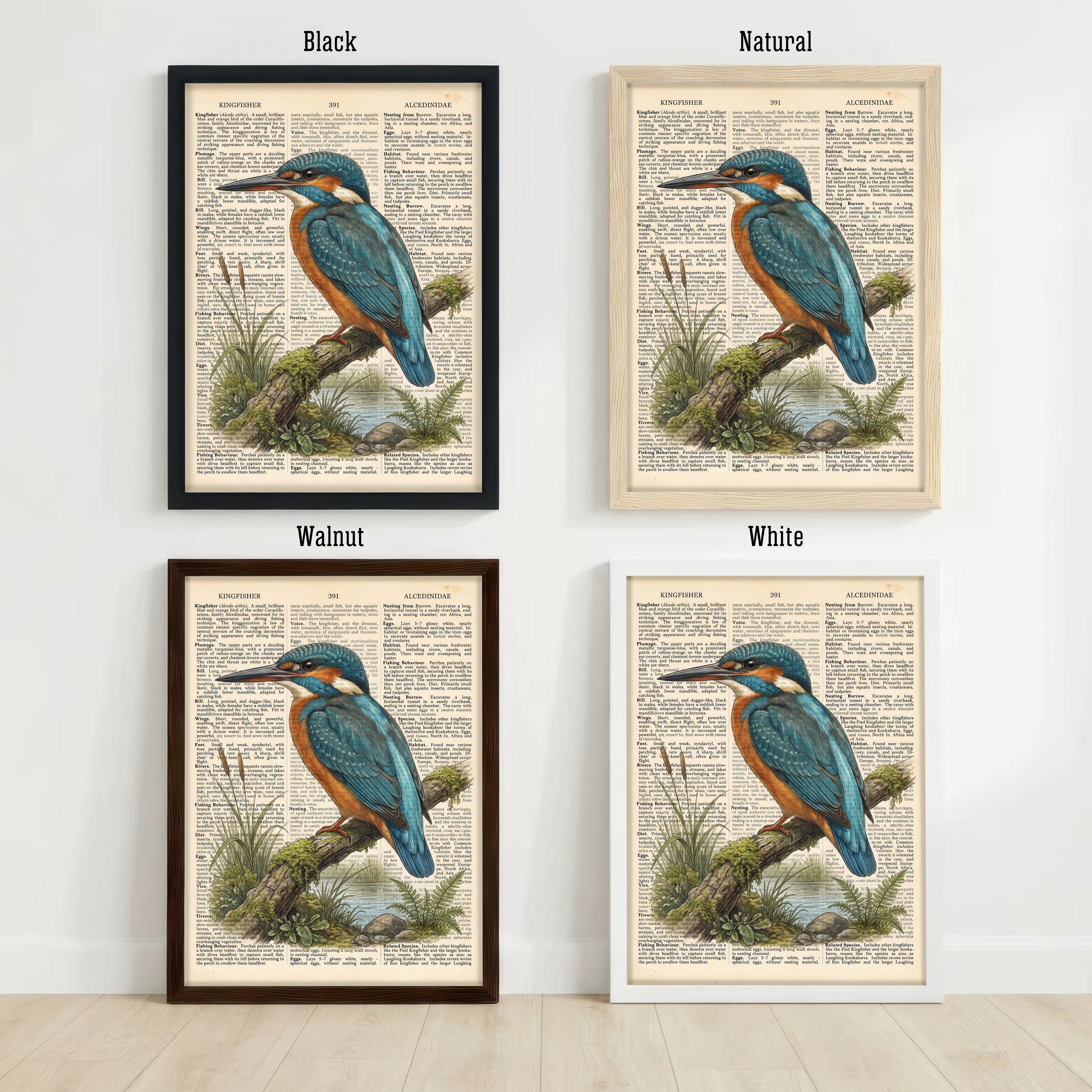 Vintage Kingfisher Wildlife Art Print