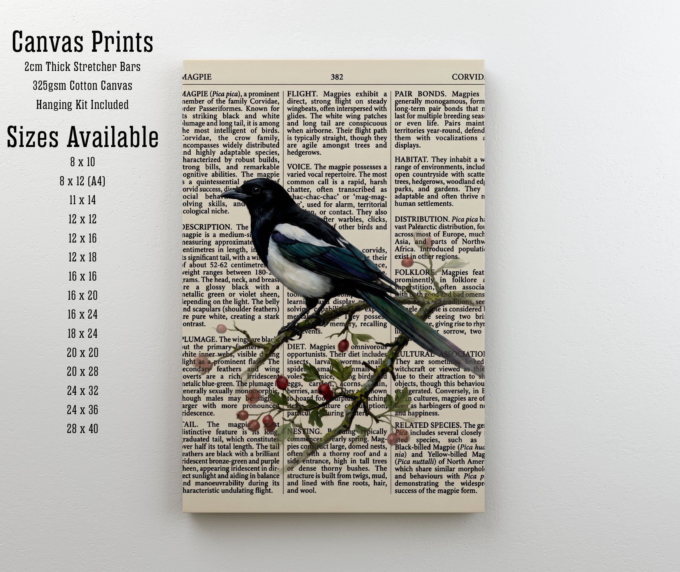Vintage Magpie Natural History Art Print