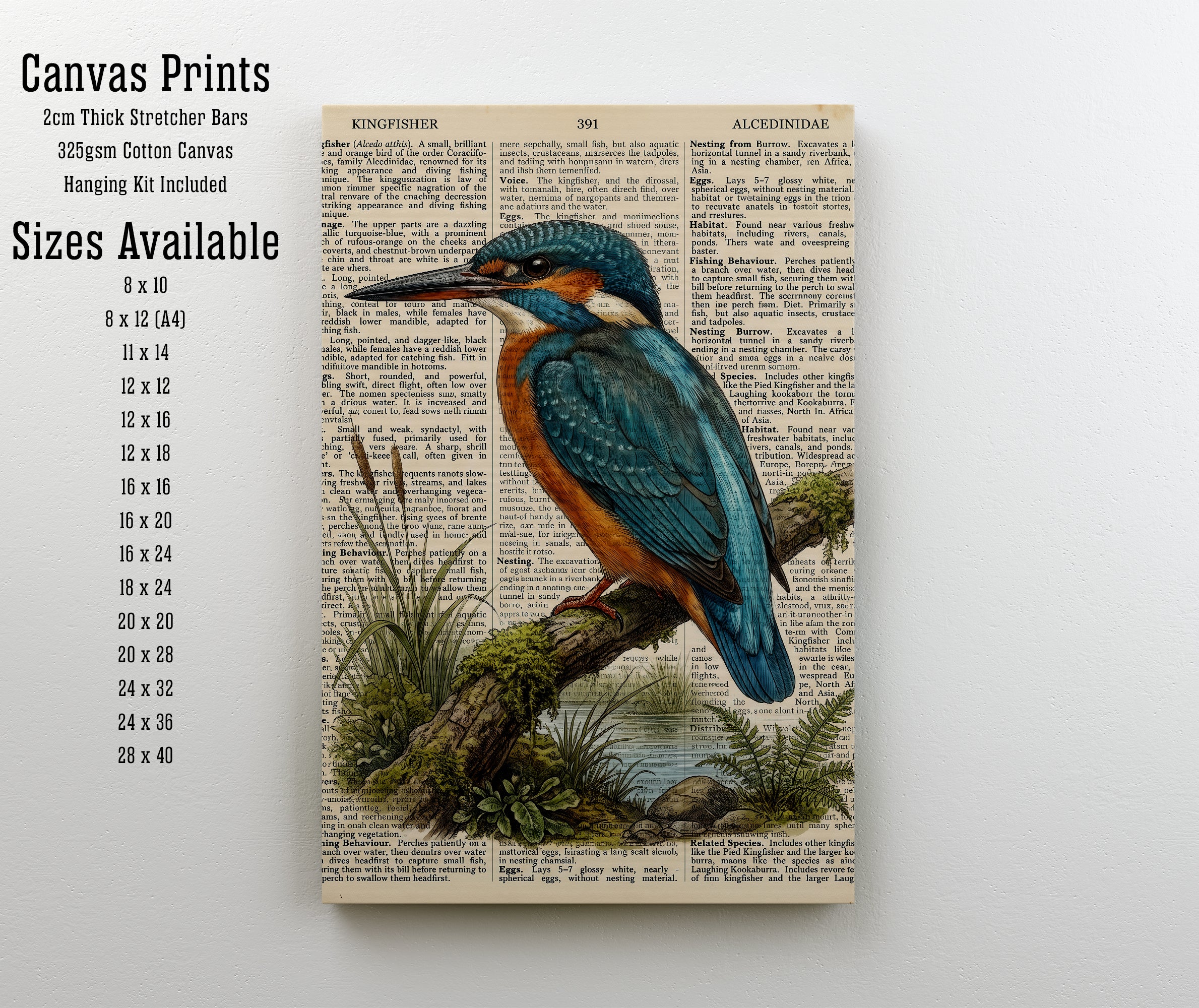 Kingfisher Natural History Art Print