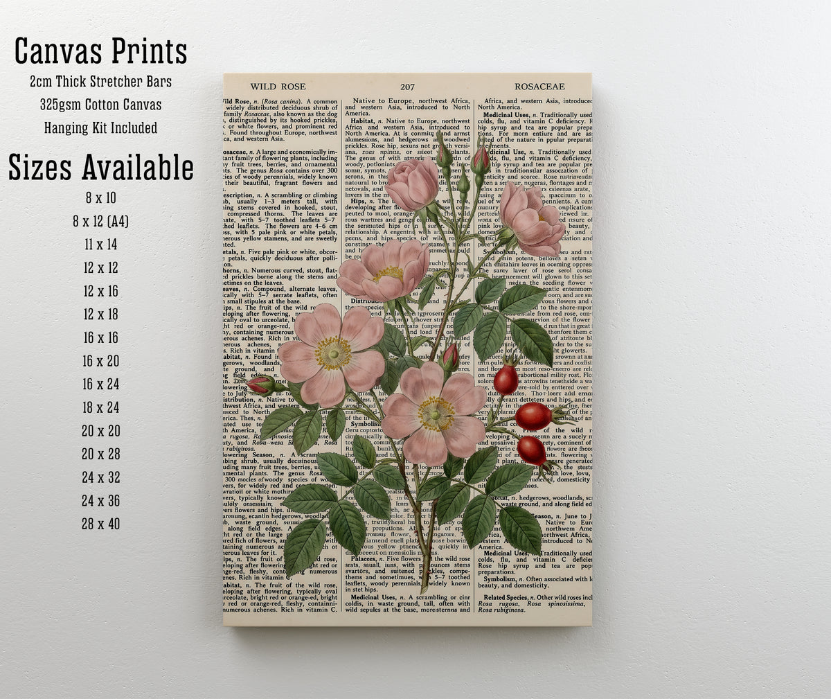 Wild Rose Vintage Botanical Art Print