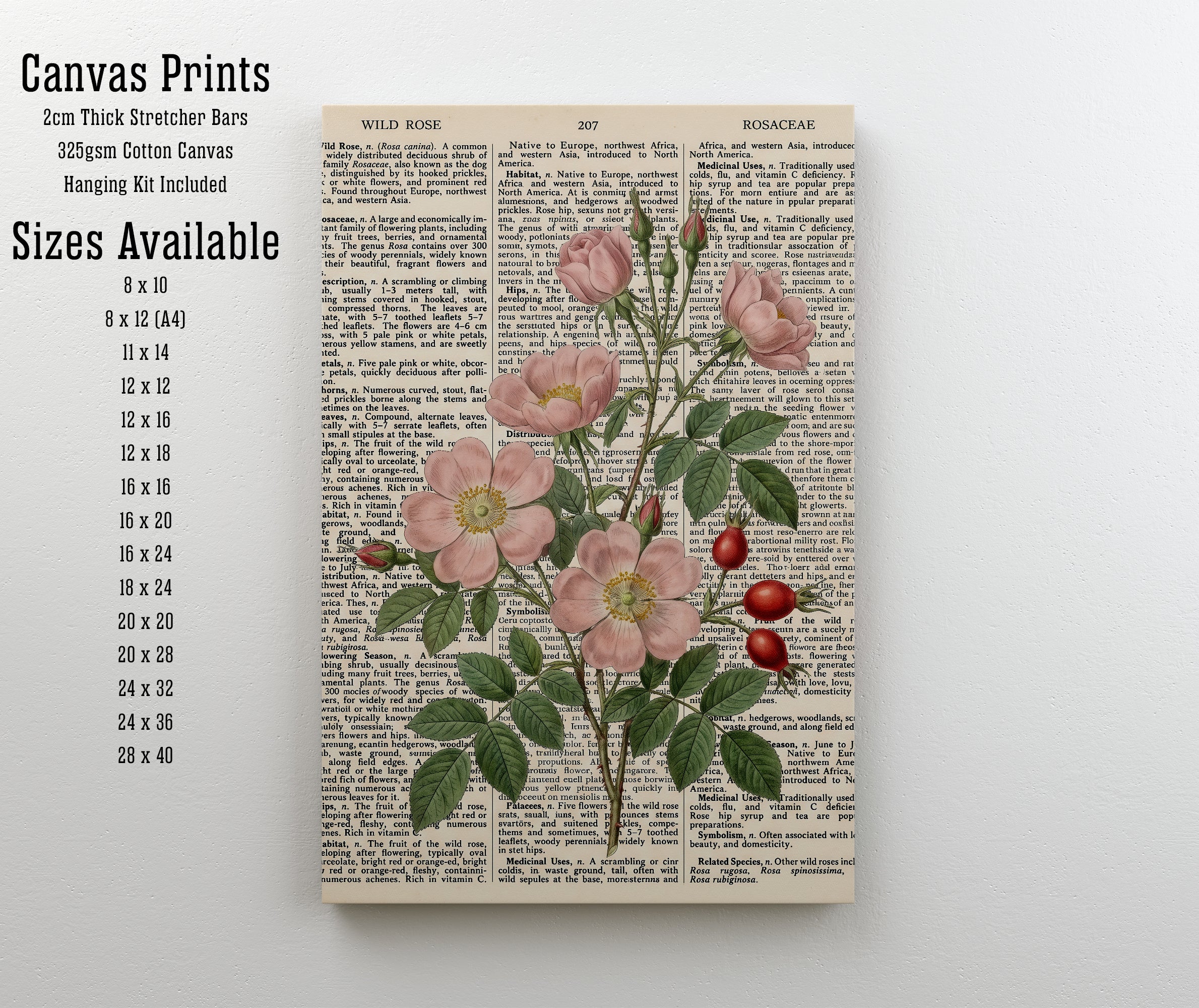 Wild Rose Botanical Dictionary Art Print