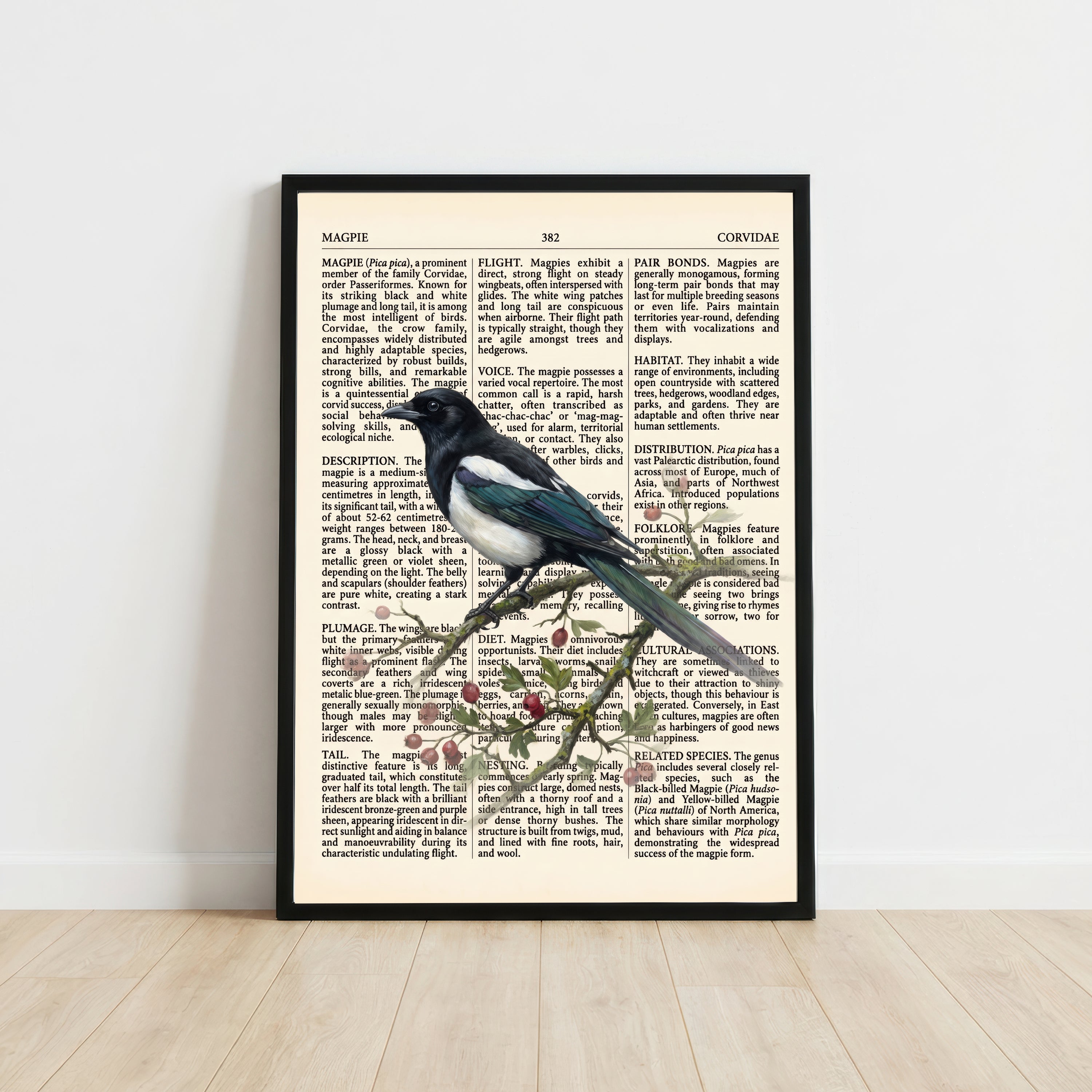 Vintage Magpie Natural History Art Print