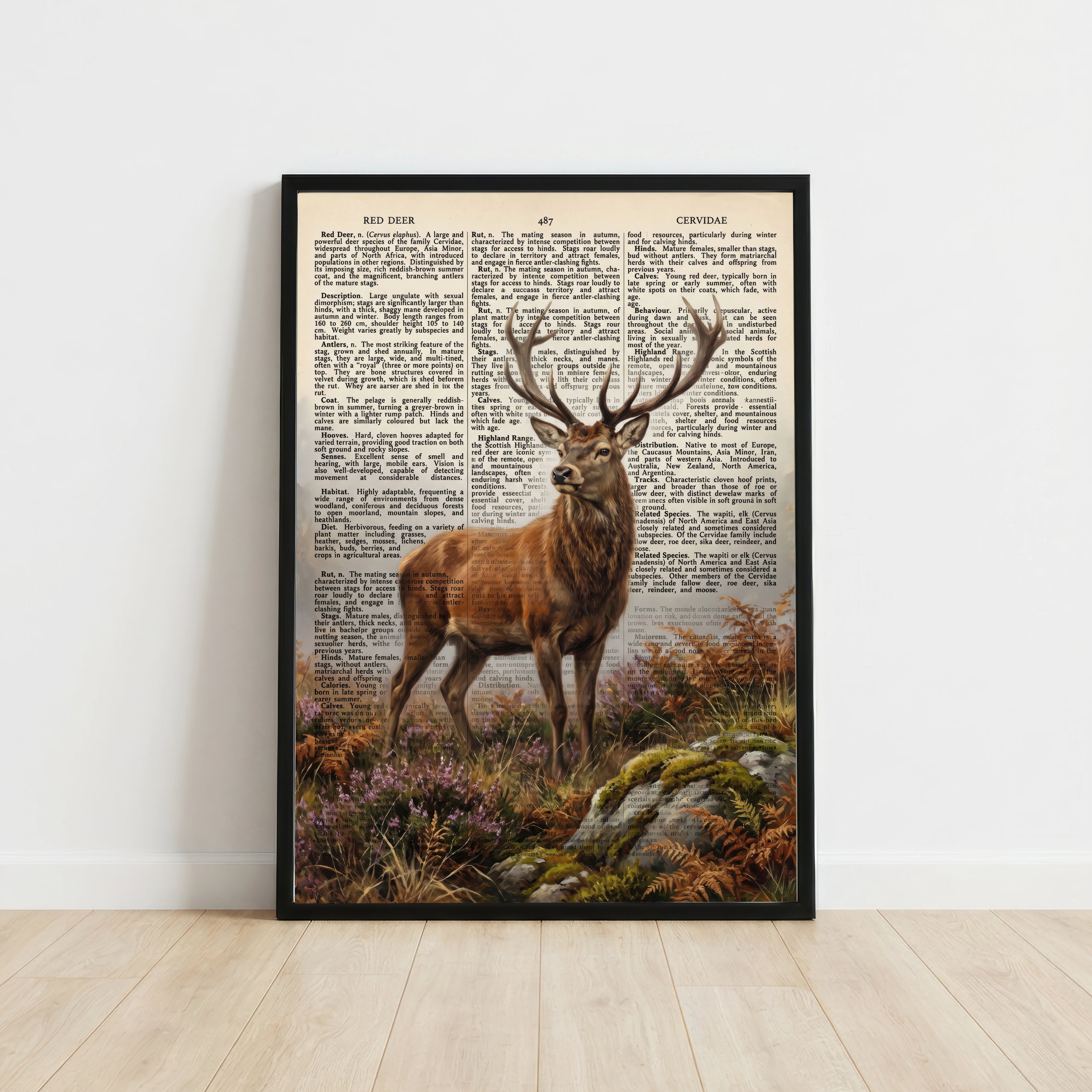 Red Deer Natural History Art Print