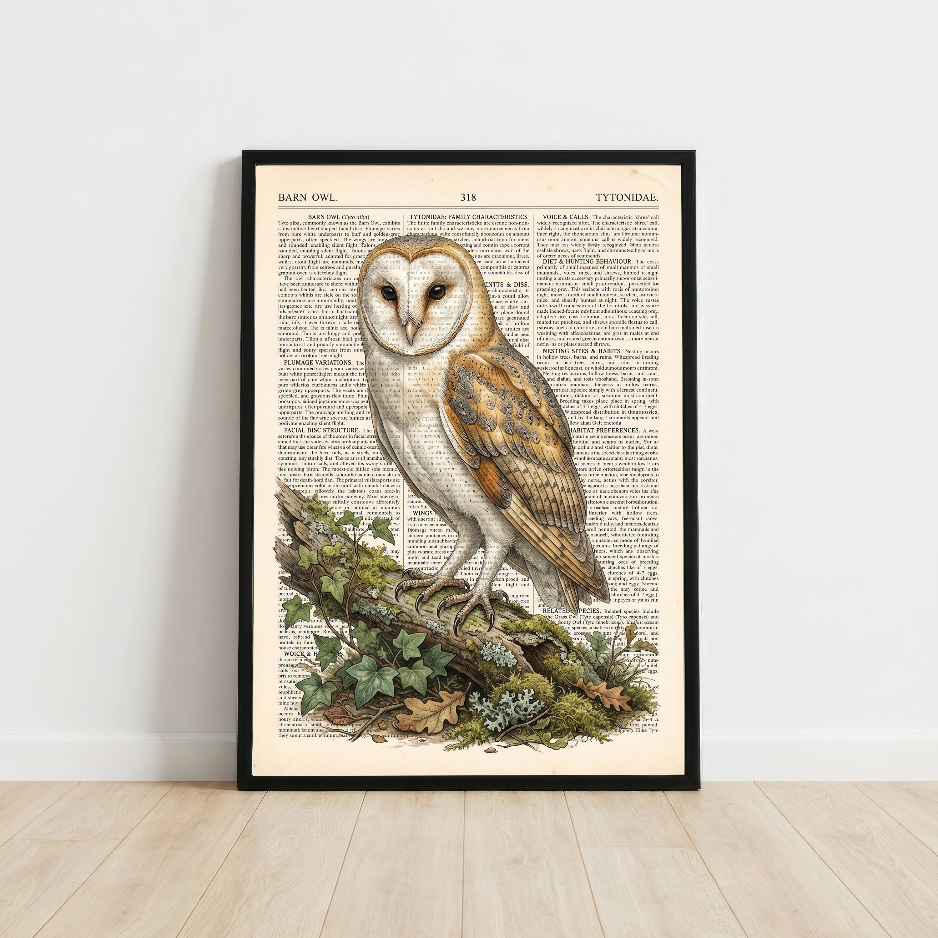 Barn Owl Vintage Natural History Art Print