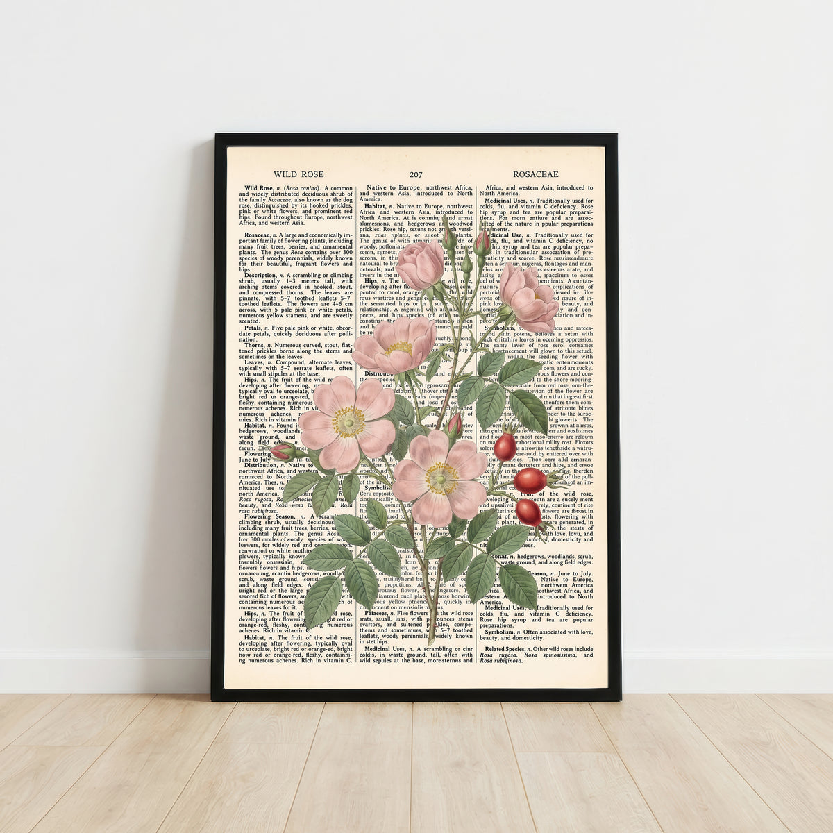 Wild Rose Botanical Dictionary Art Print