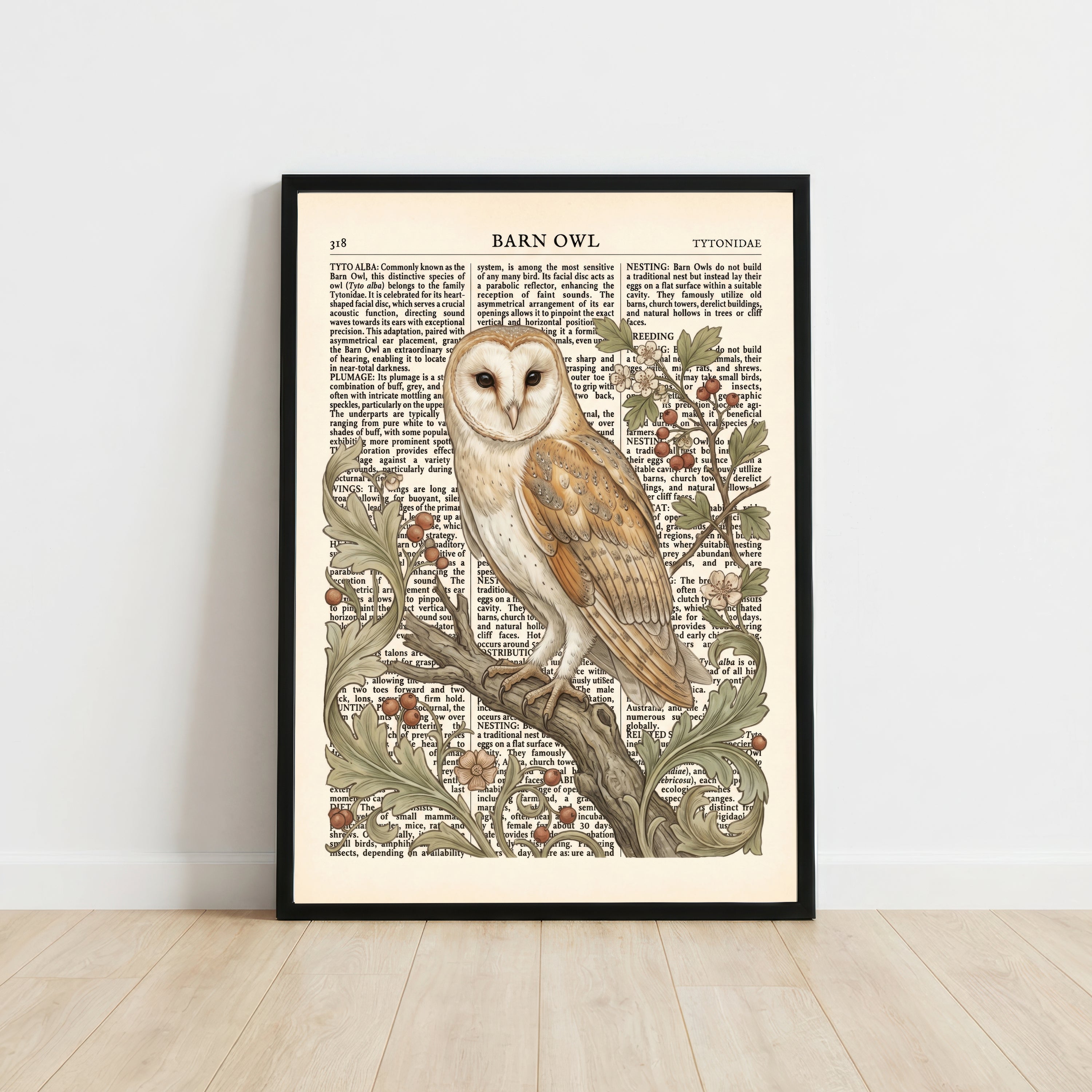 Barn Owl Natural History Art Print