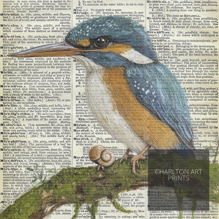 Kingfisher Encyclopedia Poster Vintage Nature Wall Art Cottagecore Decor Scientific Bird Illustration Print for Cozy Homes and Nature